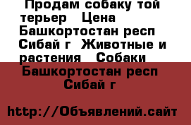 Продам собаку той-терьер › Цена ­ 1 000 - Башкортостан респ., Сибай г. Животные и растения » Собаки   . Башкортостан респ.,Сибай г.